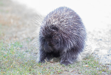 Wall Mural - Porcupine walking along the trail in summer in Canada