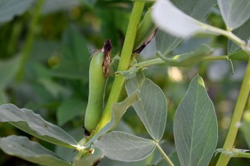 green plant, bean pods in the garden