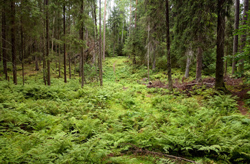 Sticker - Pine forest at summer day.