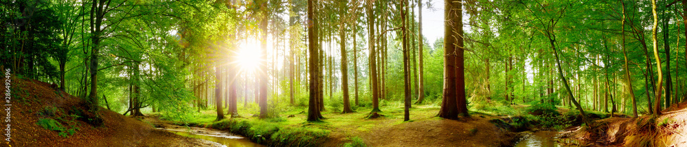 Panorama vom Wald im Frühling mit heller Sonne, die durch die Bäume strahlt - obrazy, fototapety, plakaty 