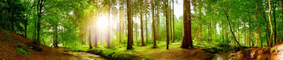 Poster - Panorama vom Wald im Frühling mit heller Sonne, die durch die Bäume strahlt