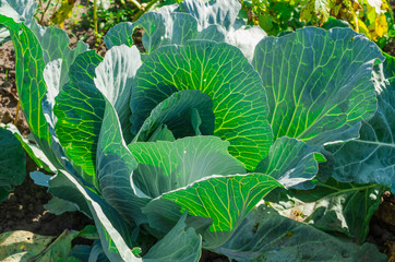 Fresh young cabbage head on the vegetable bed. Diet food concept