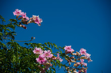 Blue Sky And Pink Flowers