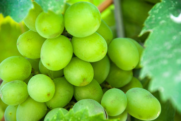  A bunch of green grapes at vineyard