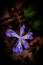 Purple Crested Dwarf Iris / Iris Cristata Wildflower - Cumberland Gap National Historical Park - Kentucky And Virginia