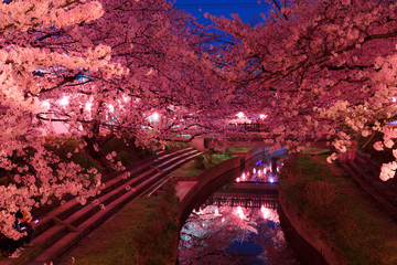 Wall Mural - 日本の桜　夜桜花見