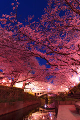 Wall Mural - 日本の桜　夜桜花見