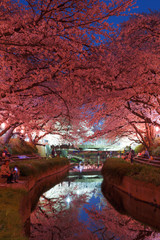 Wall Mural - 日本の桜　夜桜花見