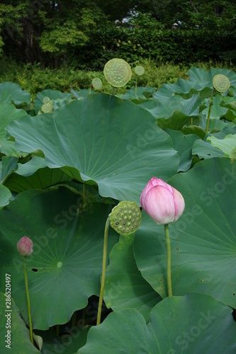 開花直前の蓮の花lotus In Pond Buy This Stock Photo And Explore Similar Images At Adobe Stock Adobe Stock