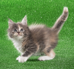 Maine Coon kitten