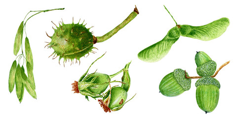 Set of hand drawn watercolor botanical illustrations of horse chestnut, rose hip, acorns, ash and maple seeds, isolated on white background.