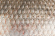 Fish scales skin texture macro view.