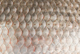 Fototapeta  - Fish scales skin texture macro view.