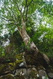 Fototapeta  - 玄武岩に根付く木