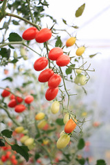 Fresh ripe red and green tomatoes growing on the vine in greenhouse .Ripe organic tomatoes in garden ready to harvest . Selected focus  with blurry background