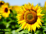 bright yellow flowers of ripe sunflower