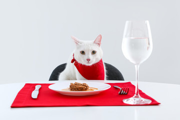 Cute cat sitting at served dining table against white background