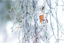 Frost Covered Birch Branches And The Last Dry Leaf On The Branch_
