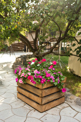 Wall Mural - A flower bed with a beautiful pink and red flowers wooden box stands outdoors against the background of a tree and green lawn