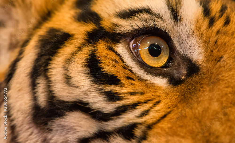 Close Up Of Tiger Face Tiger Head And Fierce Eyes Image Wall Mural Natsaran