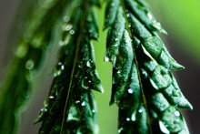 Cannabis Leaf With Dew. A Drop Of Water On Marijuana. Macro Shot Of A Canabioid Plant. Close-up Of Hemp On A Blurred Background. Selective Focus. Shallow Depth Of Field.
