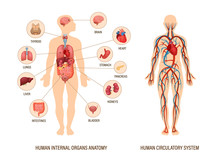 Human Body Anatomy Infographic Of Structure Of Human Organs