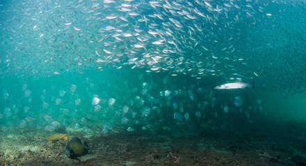 A school of fish of several different species.