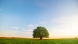 © Andy Shell - Lonely green oak tree in the field