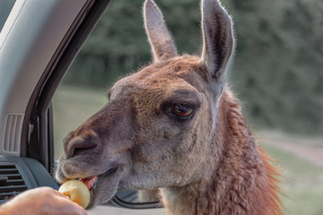 Guanaco, Lama guanico peers into the car, asks for food and gets an apple. Adventure weekend in safari. Communication with wild animal