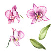 Set with flowers orchids and leaves. Hand draw watercolor illustration.