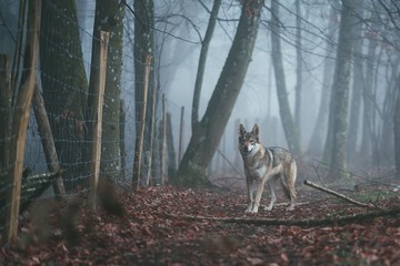 Canvas Print - an angry brown and white wolfdog in the middle of red leaves near a thorny fence in a forest