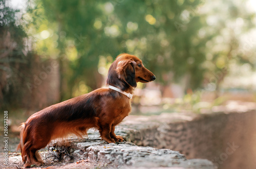 Beautiful Dog Portrait Breed Long Haired Dachshund Of Red Color On
