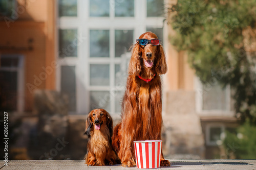 irish long haired dog
