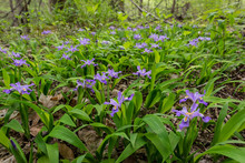 Patch Of Crested Iris Growing In Open Area Of Forest In Central Virginia