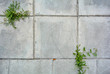 © Koxae - Large square cement street floor slabs and growing green grass plants in between