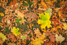 Autumn Colorful Orange, Red And Yellow Maple Leaves As Background Outdoor.