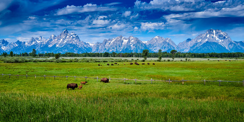 Bison grazing at Grand Teton National Park.