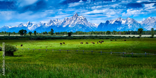 Cuadros en Lienzo Bison grazing at Grand Teton National Park.