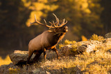 Fototapeta  - Rocky Mountain bull elk bugling 