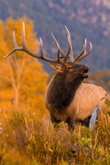 bull elk bugling