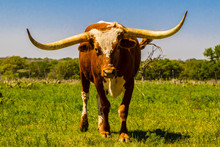 Longhorn Bull In Ranch Pasture