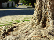 Tree Rhizome In Park Texture Background