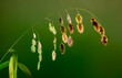 Seeds of northern sea oats (Chasmanthium latifolium) in various stages of maturity, backlit by sun in early autumn.