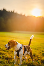 Dog Portrait Back Lit Background. Beagle With Tongue Out In Grass During Sunset On Field