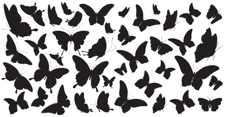 Wall Mural - butterfly242