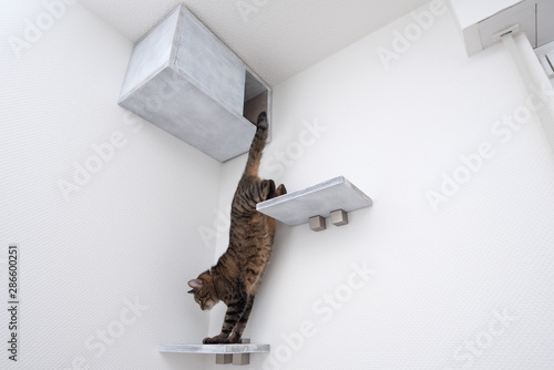 Tabby Domestic Shorthair Cat Coming Down From Diy Pet Cave With