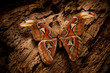 The largest butterfly Attacus atlas sits on a wood background - night atmosphere