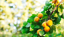 Bunch Of Ripe Apricots In Sunlight