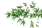 Fototapeta Sypialnia - bamboo leaves isolated on white background