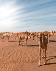 Sticker - Vertical shot of camels walking around a desert with sand dunes in the distance